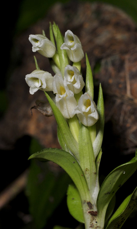 Goodyera spec. Close-up.
