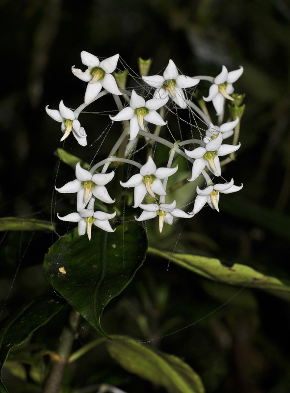 Argostemma. sp