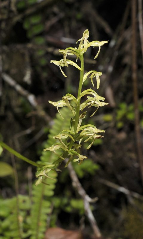 Plathanthera spec.