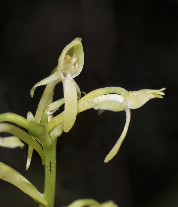 Plathanthera spec. Close-up.