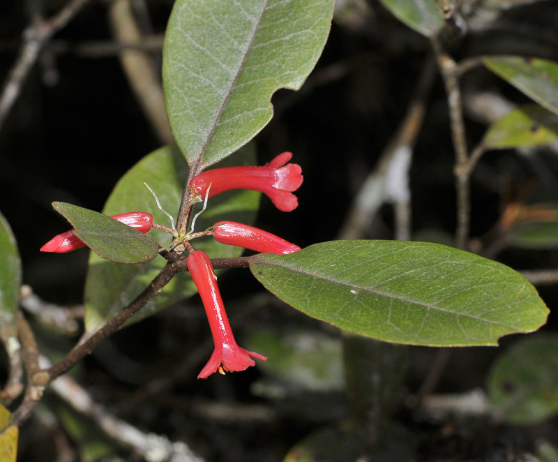 Rhododendron malayanum