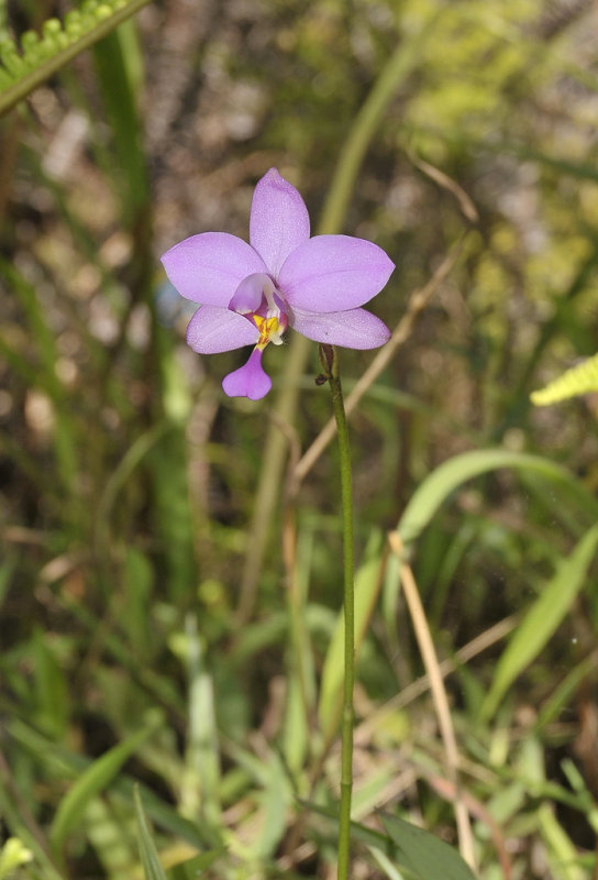 Spathoglottis plicata.