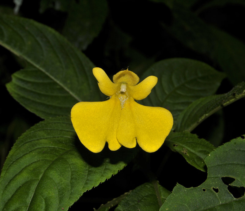 Impatiens oncidioides.