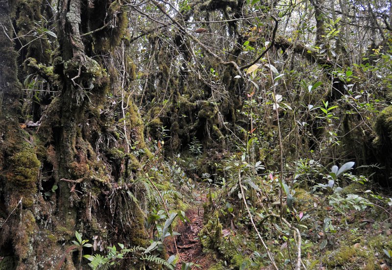 Mossy forest.