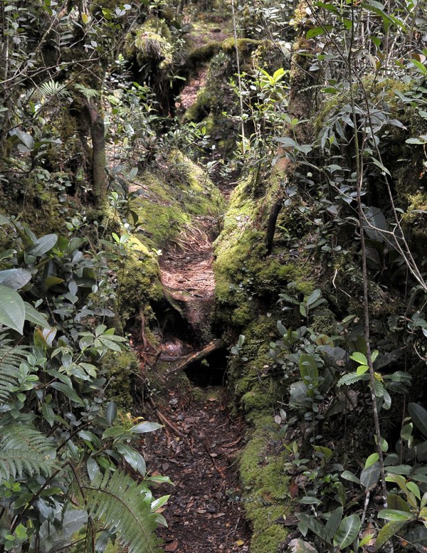 Mossy forest.