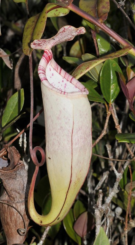 Nepenthes macfarlanei. Upper pitcher.
