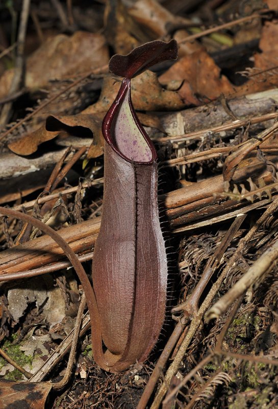 Nepenthes sanguinea.