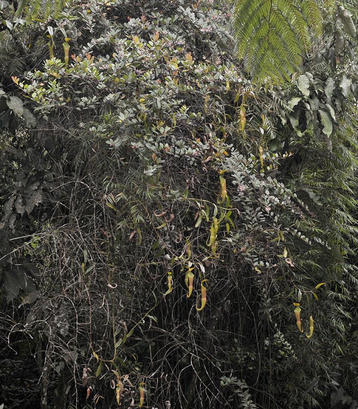 Nepenthes sanguinea.
