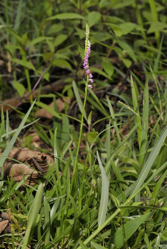 Spiranthes sinensis.