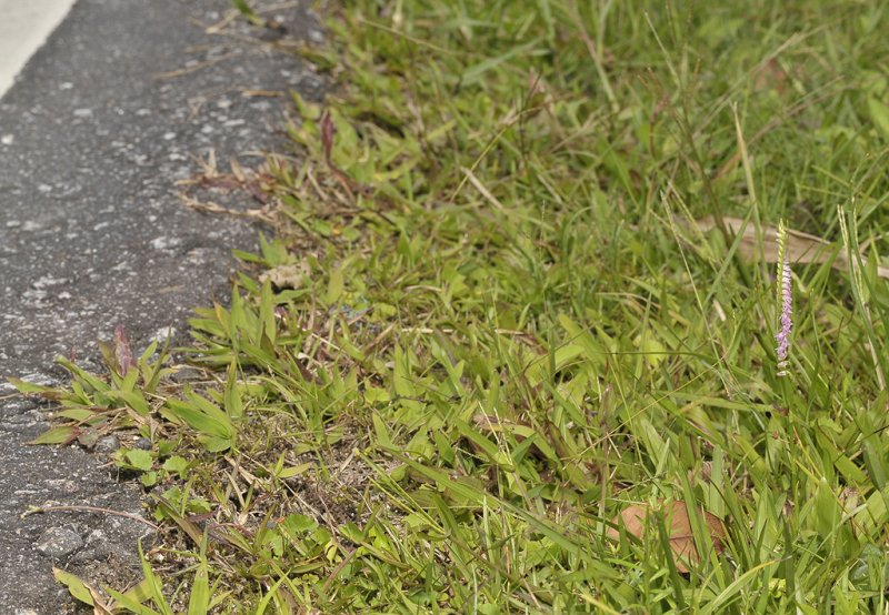 Spiranthes sinensis at the roadside.