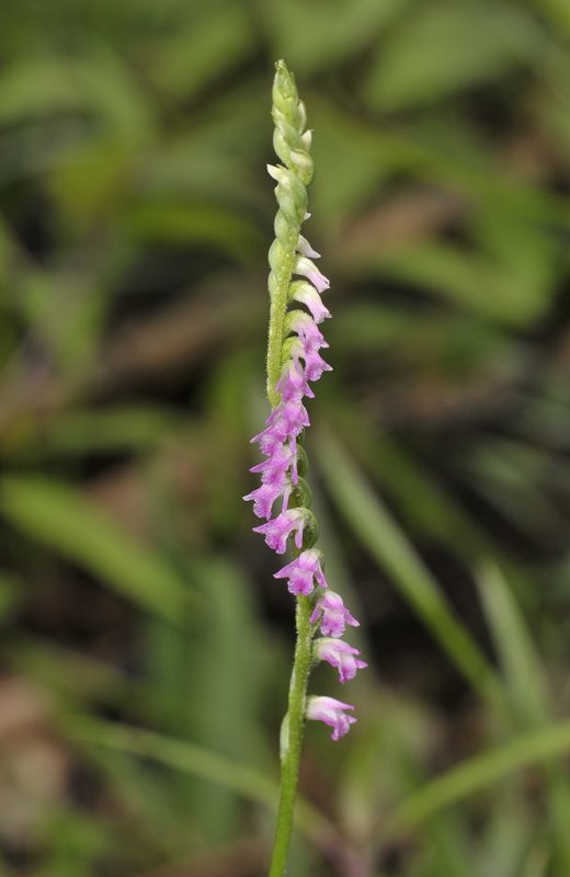 Spiranthes sinensis. Closer-up.