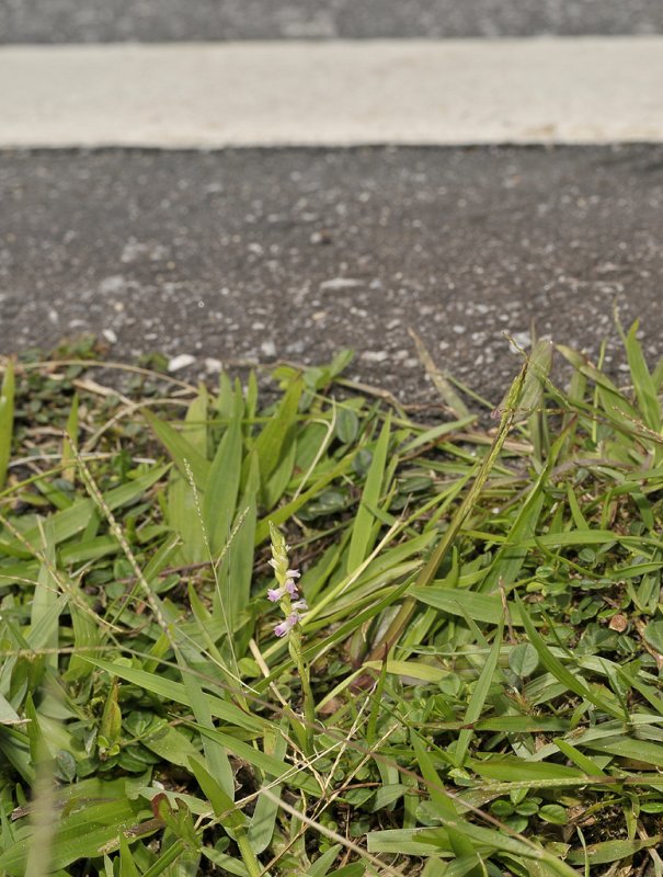Spiranthes sinensis at the roadside.