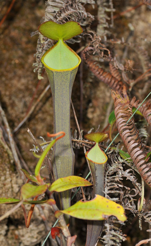 Nepenthes ramispina.