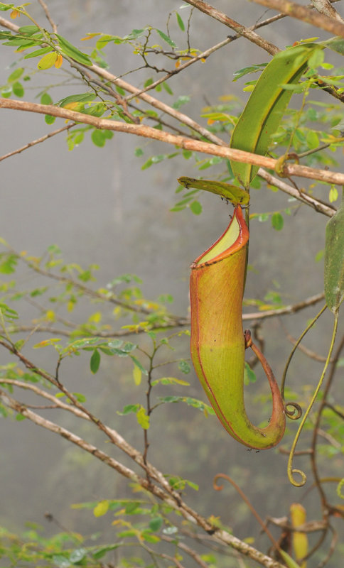 Nepenthes sanguinea. Upper pitcher.