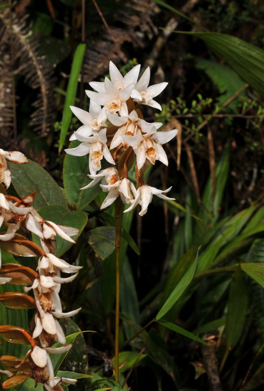 Coelogyne papillosa