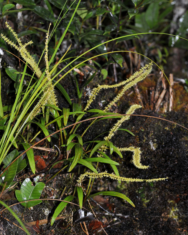 Dendrochilum.