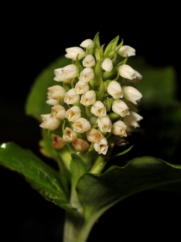 Goodyera condensata. Close-up.