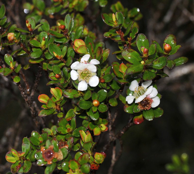 Leptospermum