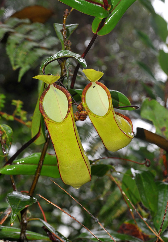 Nepenthes tentaculata. Upper pitchers.