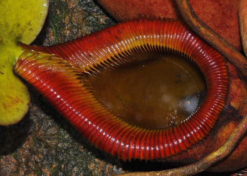 Nepenthes x kinabaluensis. Close-up.