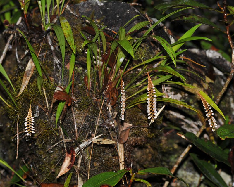 Pholidota pectinata