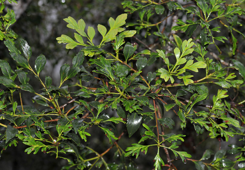Phyllocladus hypophyllus