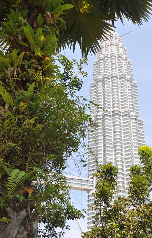 Dendrobium crumenatum with Petronas Towers.