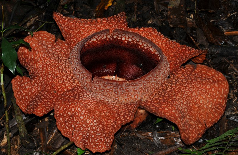 Rafflesia keithii