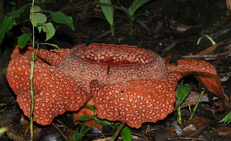 Rafflesia keithii side.