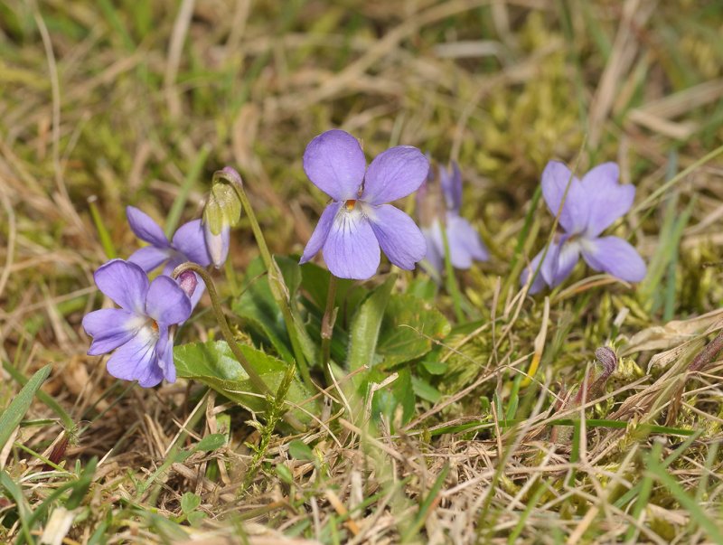 Viola hirta. Pale clone.