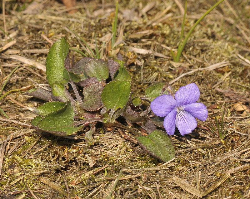 Viola rupestris.