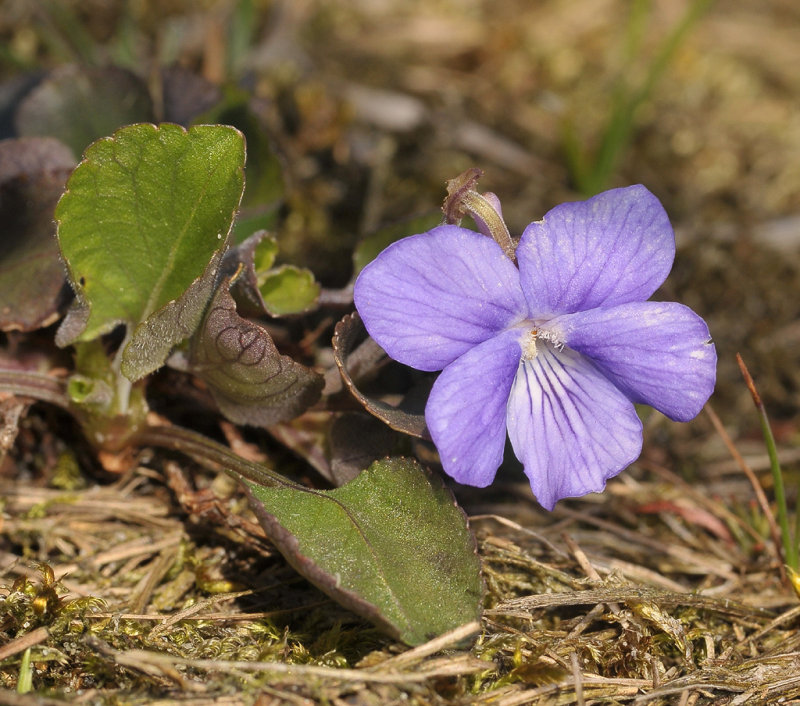 Viola rupestris. Close-up.