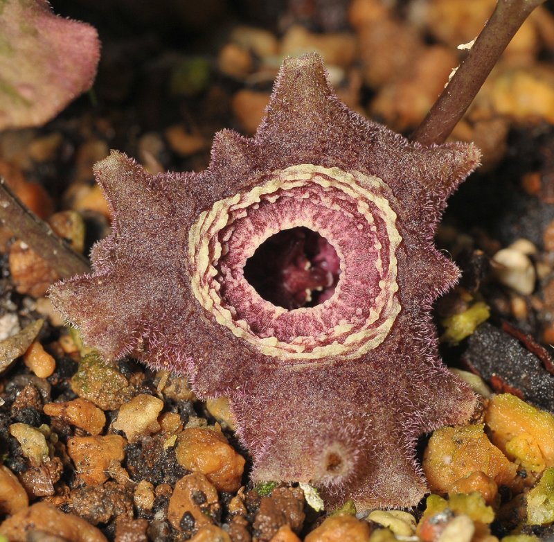 Asarum asaroides. Close-up.