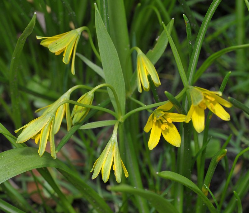 Gagea lutea. Closer.