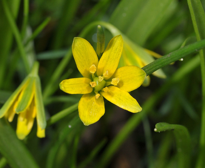 Gagea lutea. Close-up.