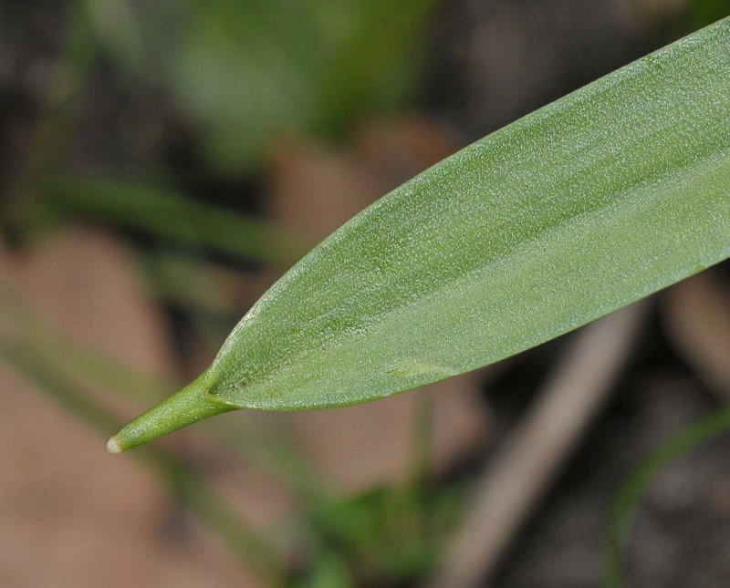 Gagea lutea. Leaftip.