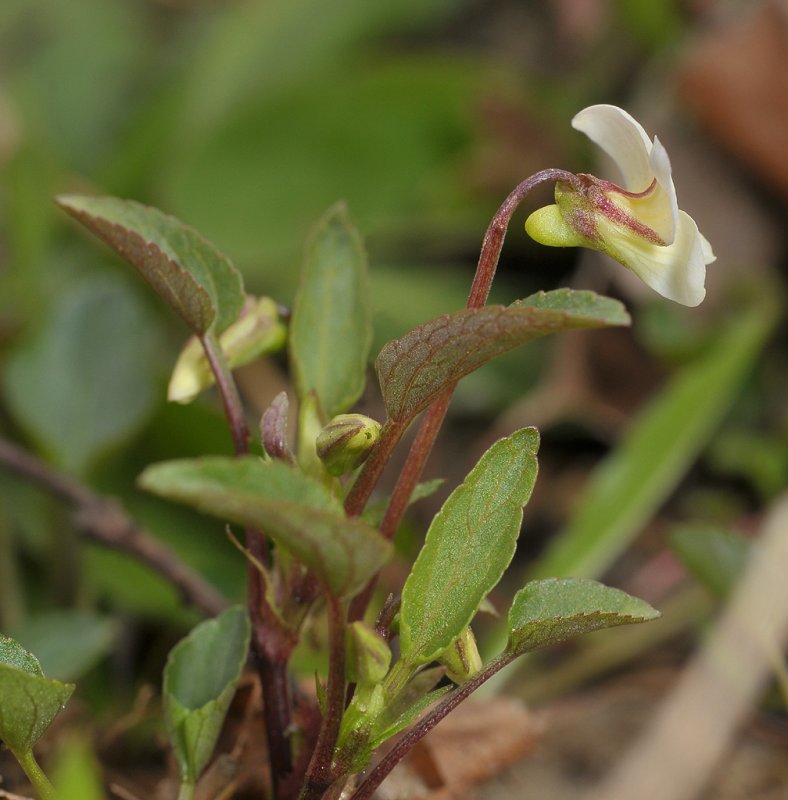 Viola persicifolia var. lacteaeoides. Side.