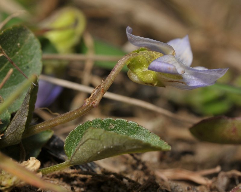 Viola x ritschliana. Close-up side showing the short spur.