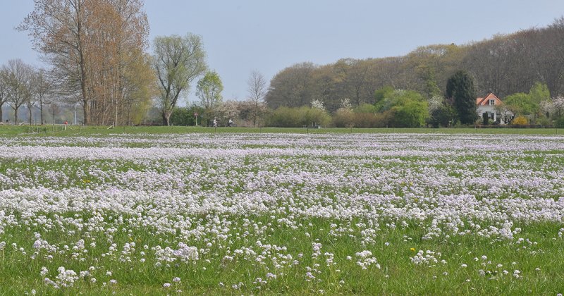 Cardamine pratensis. Field.