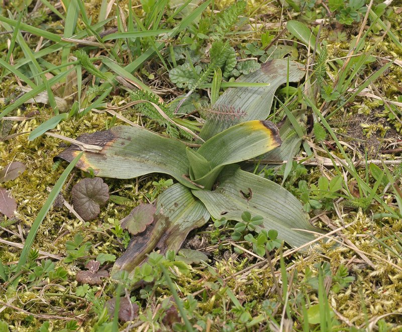 Ophrys apifera. Plant in early spring.