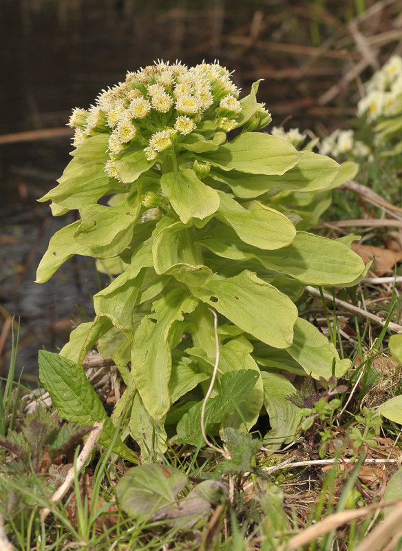 Petasites japonicus.