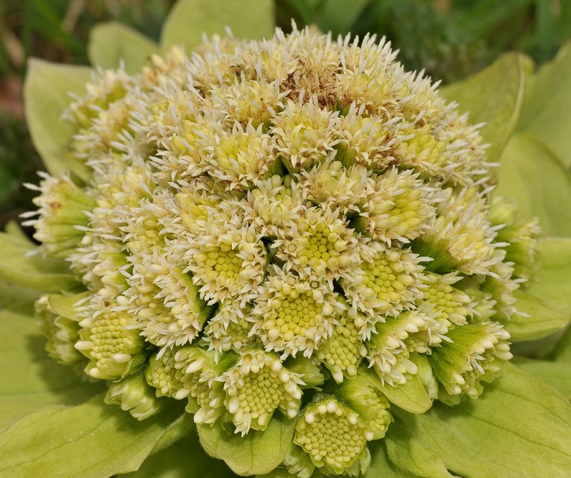 Petasites japonicus. Close-up.