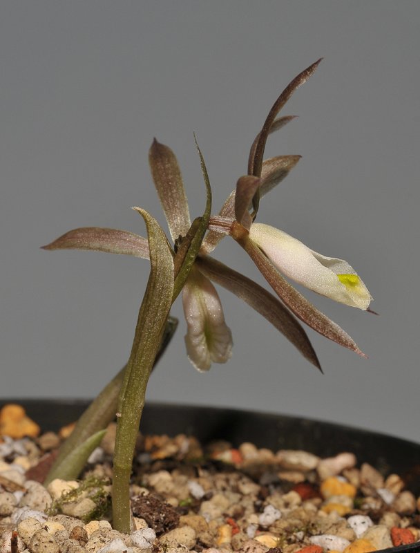 Nervilia plicata. Side.