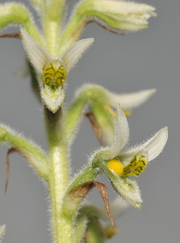 Gomphichis macbridei. Close-up.