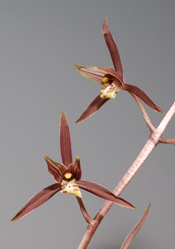 Cymbidium sinense. Closer.
