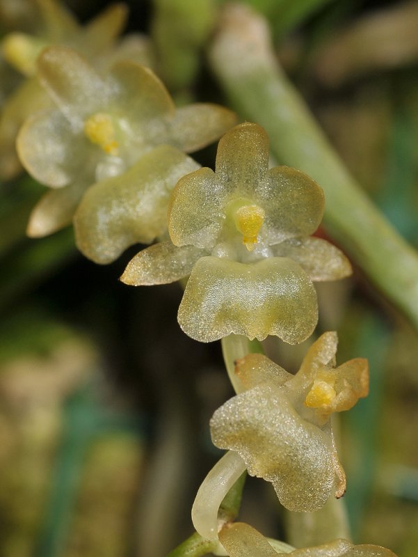 Diaphananthe xanthopollinia.