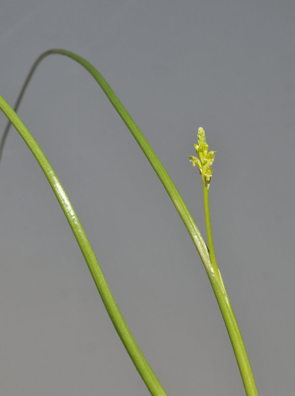 Microtis unifolia.