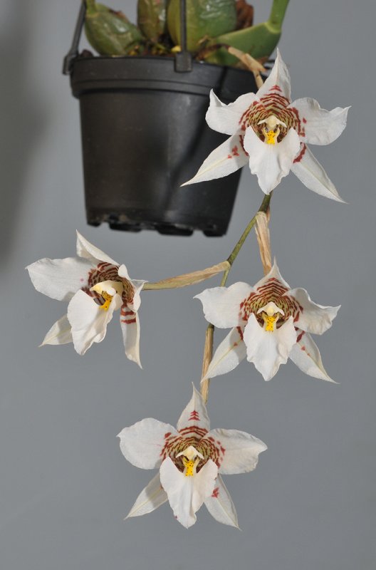 Rhynchostele cervantesii.