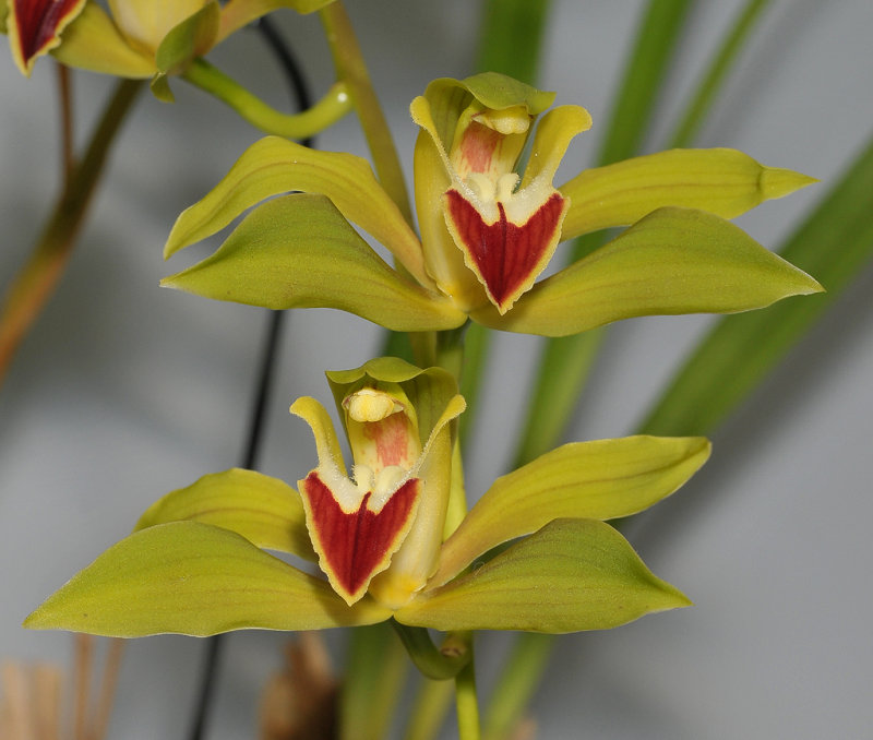 Cymbidium lowianum.