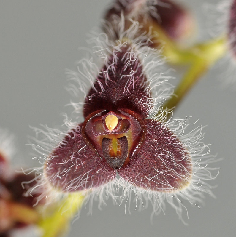 Stelis eublepharis. Close-up.